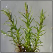 Attēlu rezultāti vaicājumam “Dicranella varia”