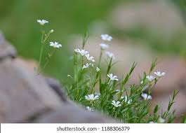 Attēlu rezultāti vaicājumam “Stellaria longifolia flower”