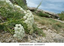 Attēlu rezultāti vaicājumam “Libanotis montana leaf”