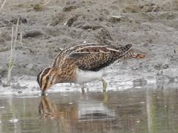 Attēlu rezultāti vaicājumam “Gallinago gallinago nest”