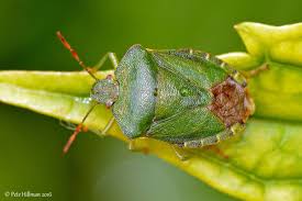 Attēlu rezultāti vaicājumam “Palomena prasina”