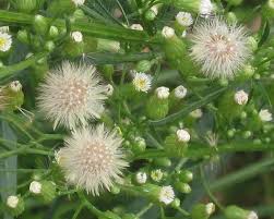 Attēlu rezultāti vaicājumam “Erigeron canadensis”