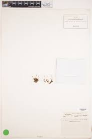 Attēlu rezultāti vaicājumam “Didymodon fallax var. brevifolius”