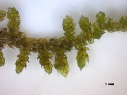 Attēlu rezultāti vaicājumam “Hypnum cupressiforme var. filiforme”