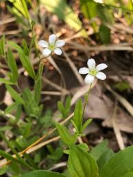 Attēlu rezultāti vaicājumam “Moehringia lateriflora flower”