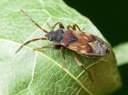 Attēlu rezultāti vaicājumam “Scolopostethus thomsoni”