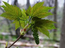 Attēlu rezultāti vaicājumam “Acer pseudoplatanus leaf”