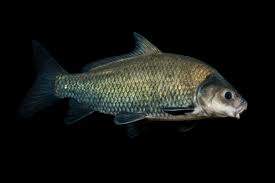 Image result for Ictiobus bubalus