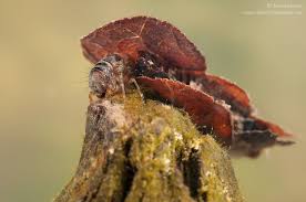 Attēlu rezultāti vaicājumam “Glyphotaelius pellucidus”