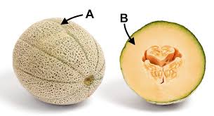 Attēlu rezultāti vaicājumam “Cucurbitaceae”