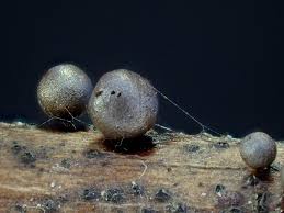 Attēlu rezultāti vaicājumam “Dianema nivale macro”