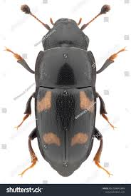 Attēlu rezultāti vaicājumam “Glischrochilus grandis”