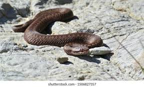 Attēlu rezultāti vaicājumam “Vipera berus”