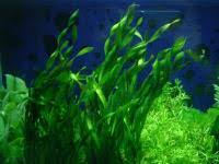 「扭蘭」的圖片搜尋結果