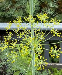 Attēlu rezultāti vaicājumam “Anethum graveolens flower”