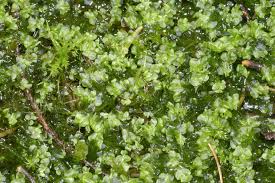 Attēlu rezultāti vaicājumam “Chiloscyphus pallescens”