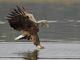 Image result for Haliaeetus albicilla