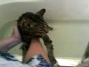 CAT GOES TO VET FOR FLEA BATH BUT GETS EUTHANIZED - Worldnews.