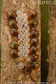 Attēlu rezultāti vaicājumam “Pentatomidae eggs”