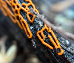 Attēlu rezultāti vaicājumam “Hemitrichia serpula macro”