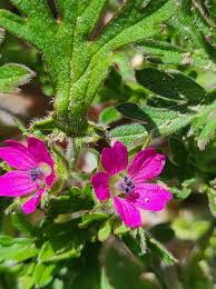 Attēlu rezultāti vaicājumam “Geranium dissectum flower”