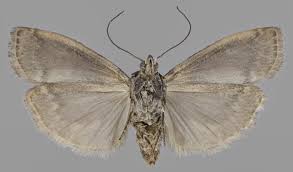 Attēlu rezultāti vaicājumam “Sciota adelphella”