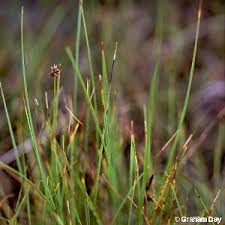 Attēlu rezultāti vaicājumam “Carex dioica male flower”