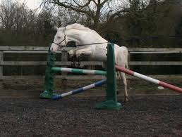 Image result for Staffordshire Stallions