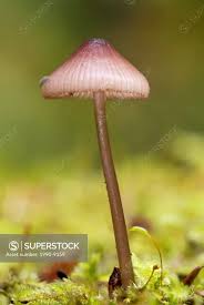 Attēlu rezultāti vaicājumam “Mycena haematopus”