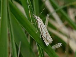 Attēlu rezultāti vaicājumam “Crambus lathoniellus”