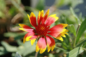 Image result for Gaillardia `Kobold`