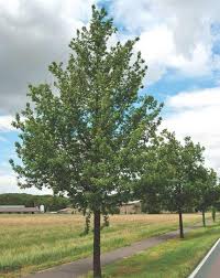 Attēlu rezultāti vaicājumam “Quercus robur”