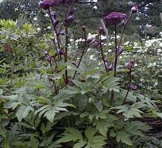 Image result for Angelica silvestris