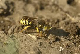 Attēlu rezultāti vaicājumam “Bembix rostrata”