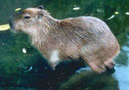 Attēlu rezultāti vaicājumam “Rodentia”