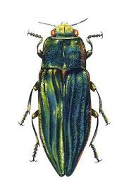 Attēlu rezultāti vaicājumam “Buprestidae”