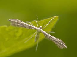 Attēlu rezultāti vaicājumam “Adaina microdactyla”