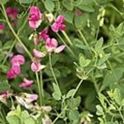 Attēlu rezultāti vaicājumam “Lathyrus tuberosus bud”