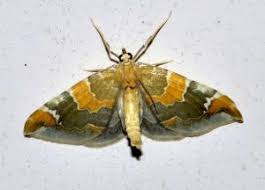 Attēlu rezultāti vaicājumam “Eulithis pyropata”