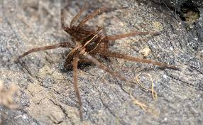 Attēlu rezultāti vaicājumam “Pisauridae”