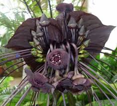 Image result for Tacca chantrieri