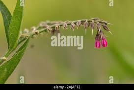 Attēlu rezultāti vaicājumam “Symphytum officinale bud”