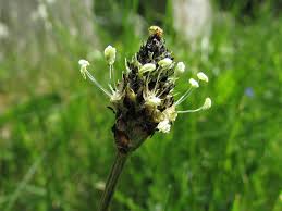 Attēlu rezultāti vaicājumam “Plantago lanceolata flower”
