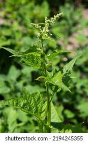 Attēlu rezultāti vaicājumam “Chenopodium bonus-henricus leaf”
