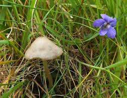 Attēlu rezultāti vaicājumam “Entoloma vernum”