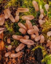 Attēlu rezultāti vaicājumam “Stemonitopsis typhina”