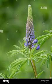 Attēlu rezultāti vaicājumam “Lupinus polyphyllus leaf”
