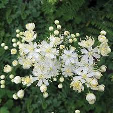 Image result for Filipendula vulgaris