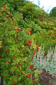 Attēlu rezultāti vaicājumam “Rosa glauca”