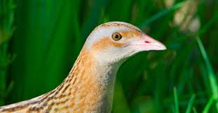 Attēlu rezultāti vaicājumam “Cratarellus cornucopioides”